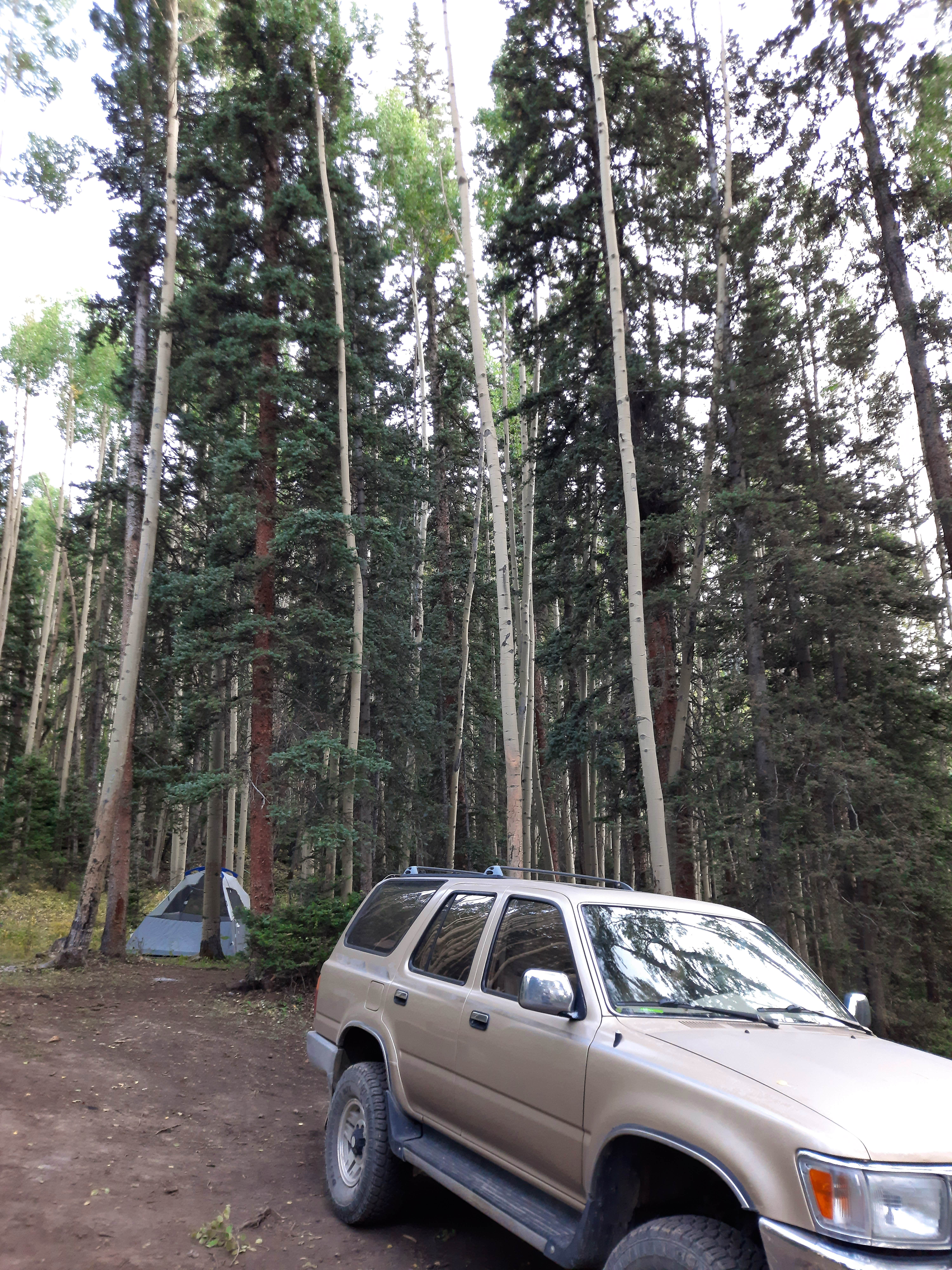 Ric M.'s photo of a dispersed camping area at Gray Copper Gulch near Silverton, CO