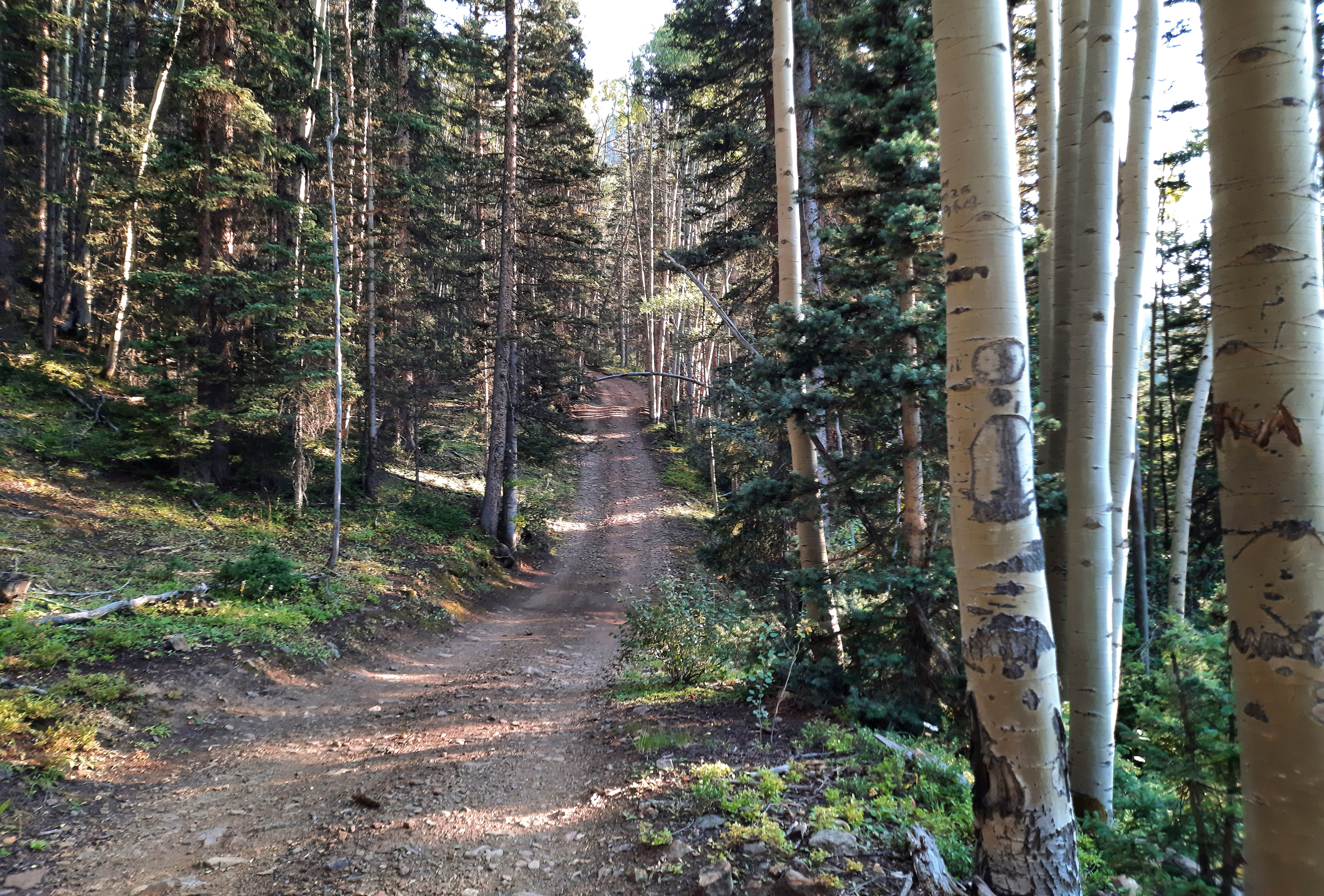 Camper submitted image from Gray Copper Gulch - 5