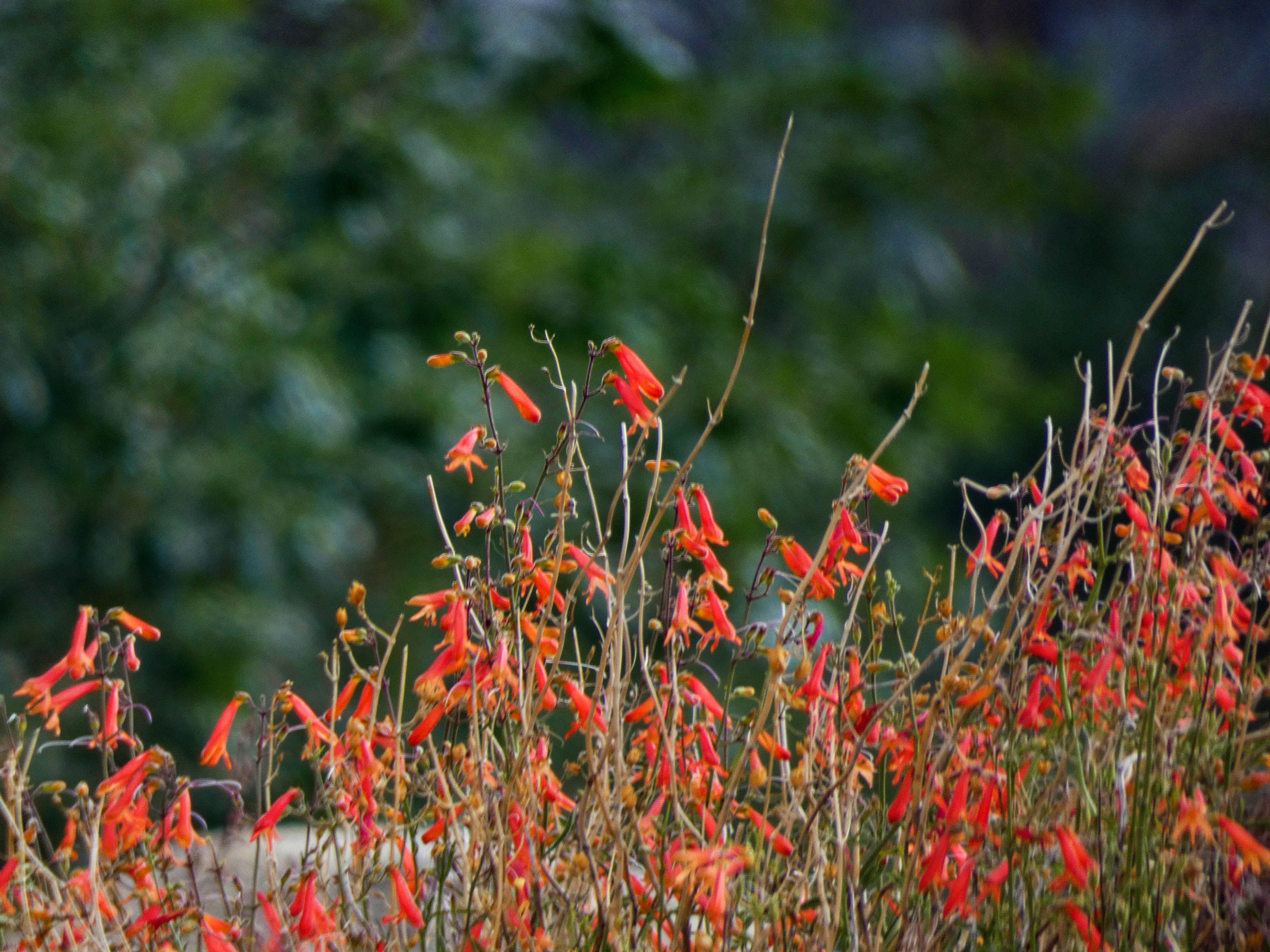 Camper-submitted photo at Gray Copper Gulch near Ridgway, CO