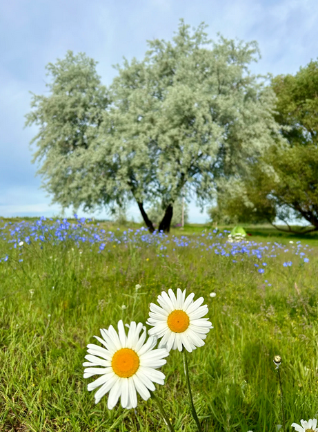 Camping near Bowl and Pitcher Campground — Riverside State Park: Willow Creek Retreat, Airway Heights, Washington