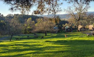 Nick M.'s photo of camping with pets at Cloverdale/Healdsburg Campground near Lakeport, CA