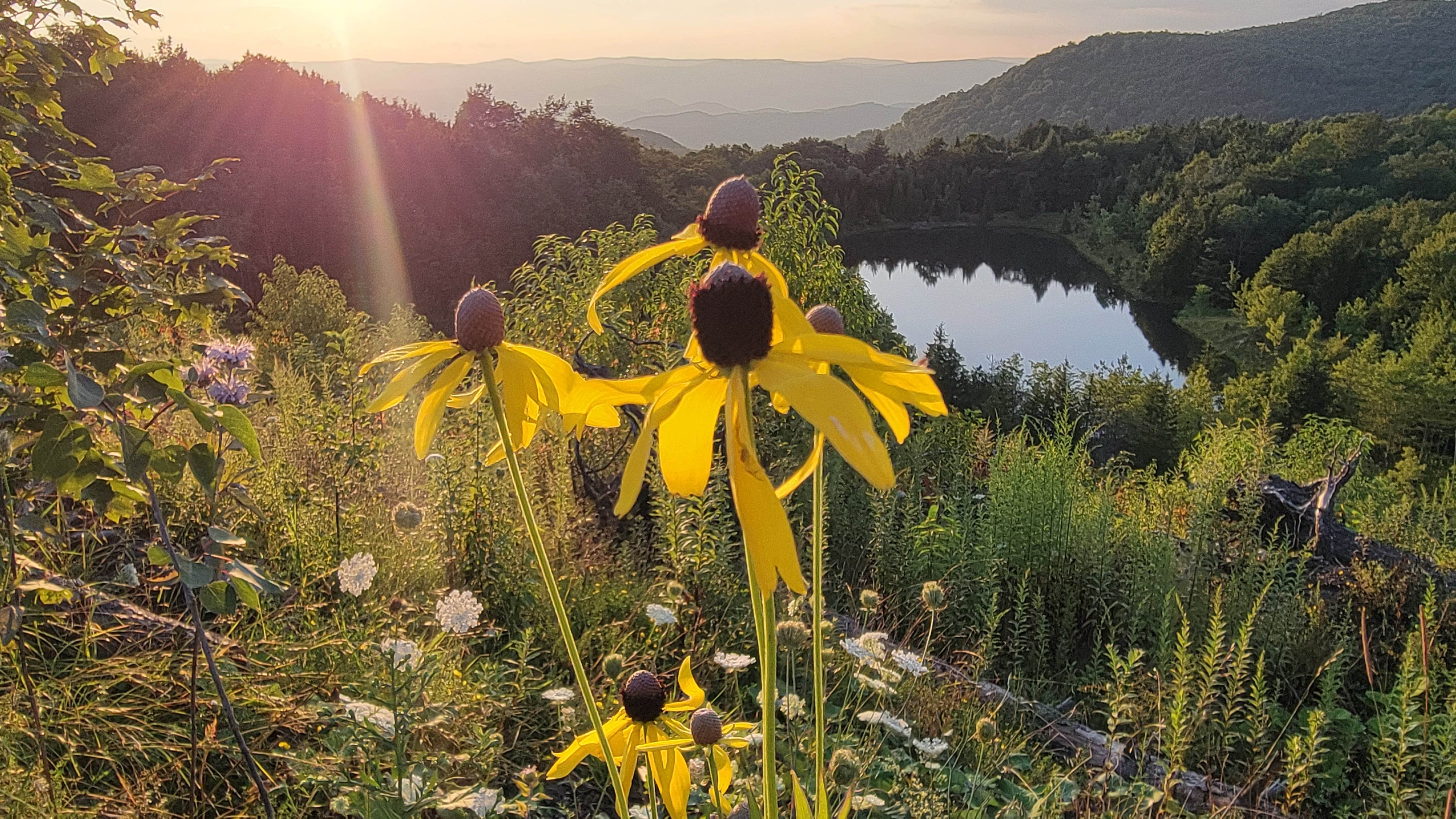 Ric M.'s photo of a dispersed camping area at Dispersed camping at Mower Basin near Thomas, WV