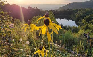 Ric M.'s photo of a dispersed camping area at Dispersed camping at Mower Basin near Mount Clare, WV