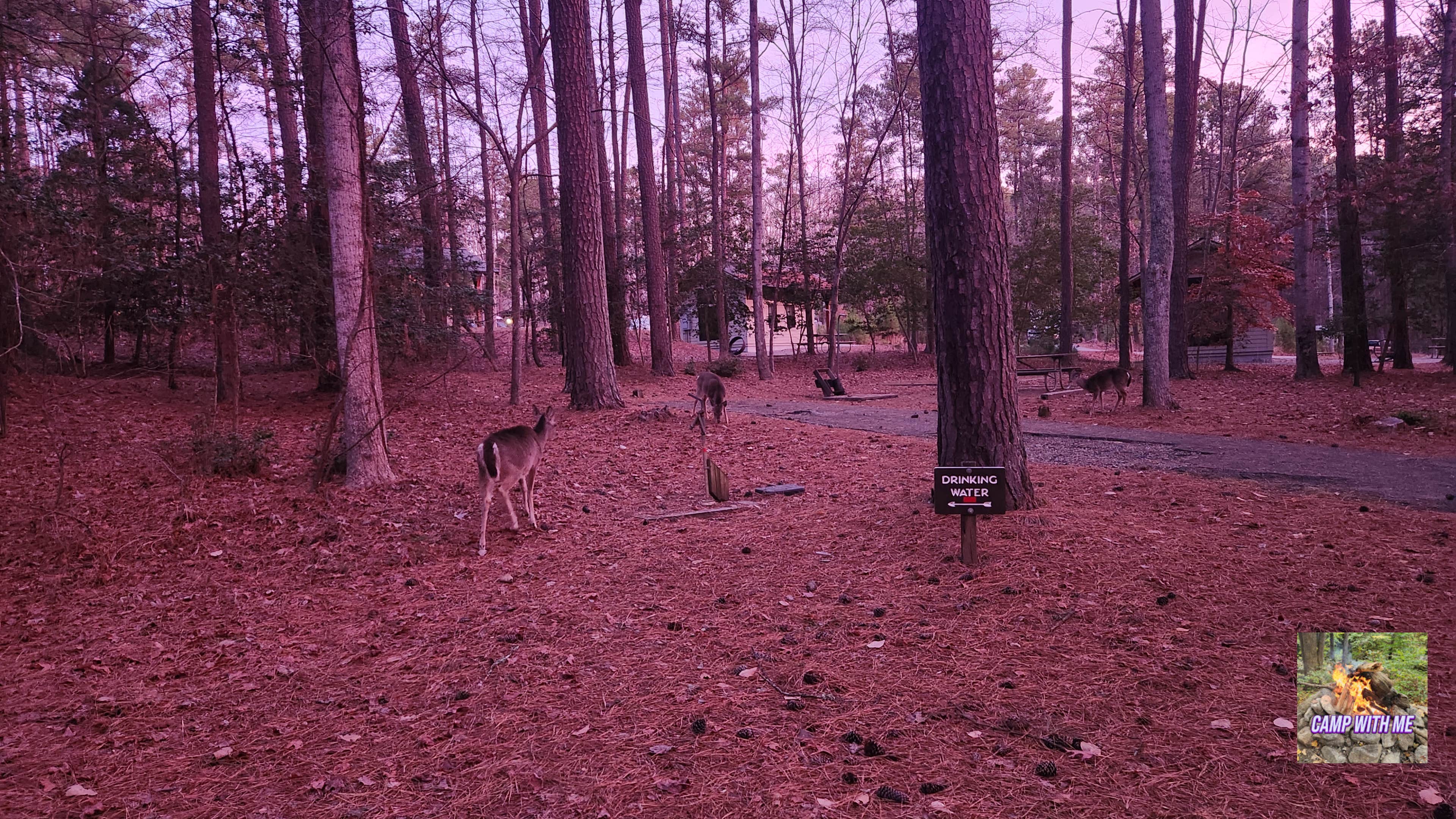 Camp With Me's photo of camping with pets at Lake Norman State Park Campground near Statesville, NC