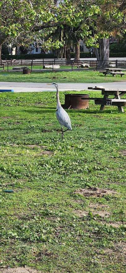 Camper-submitted photo at Anacapa Campground — Carpinteria State Beach near Santa Barbara, CA