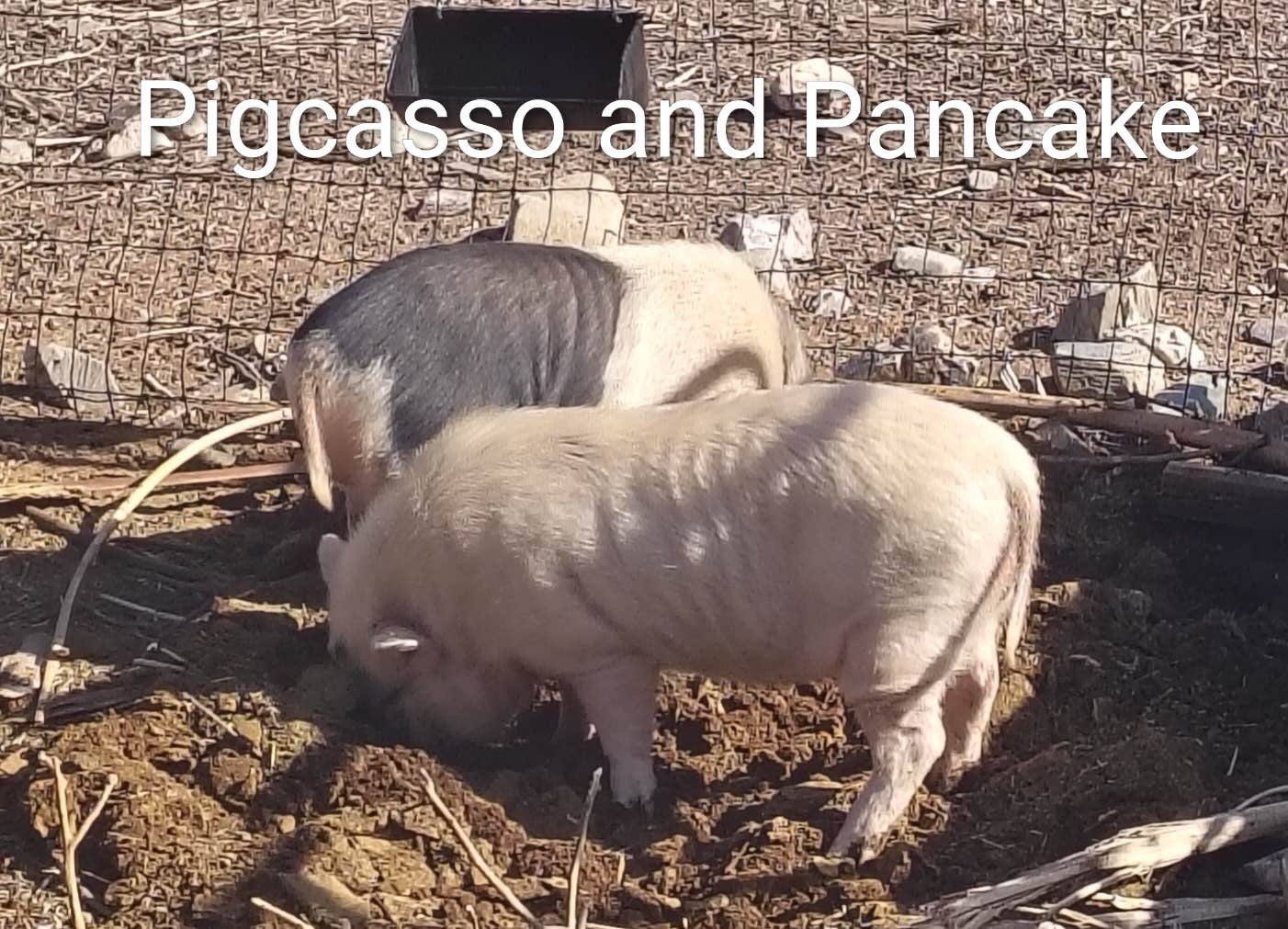 Camper submitted image from Earth Blossom Micro Farm - 2