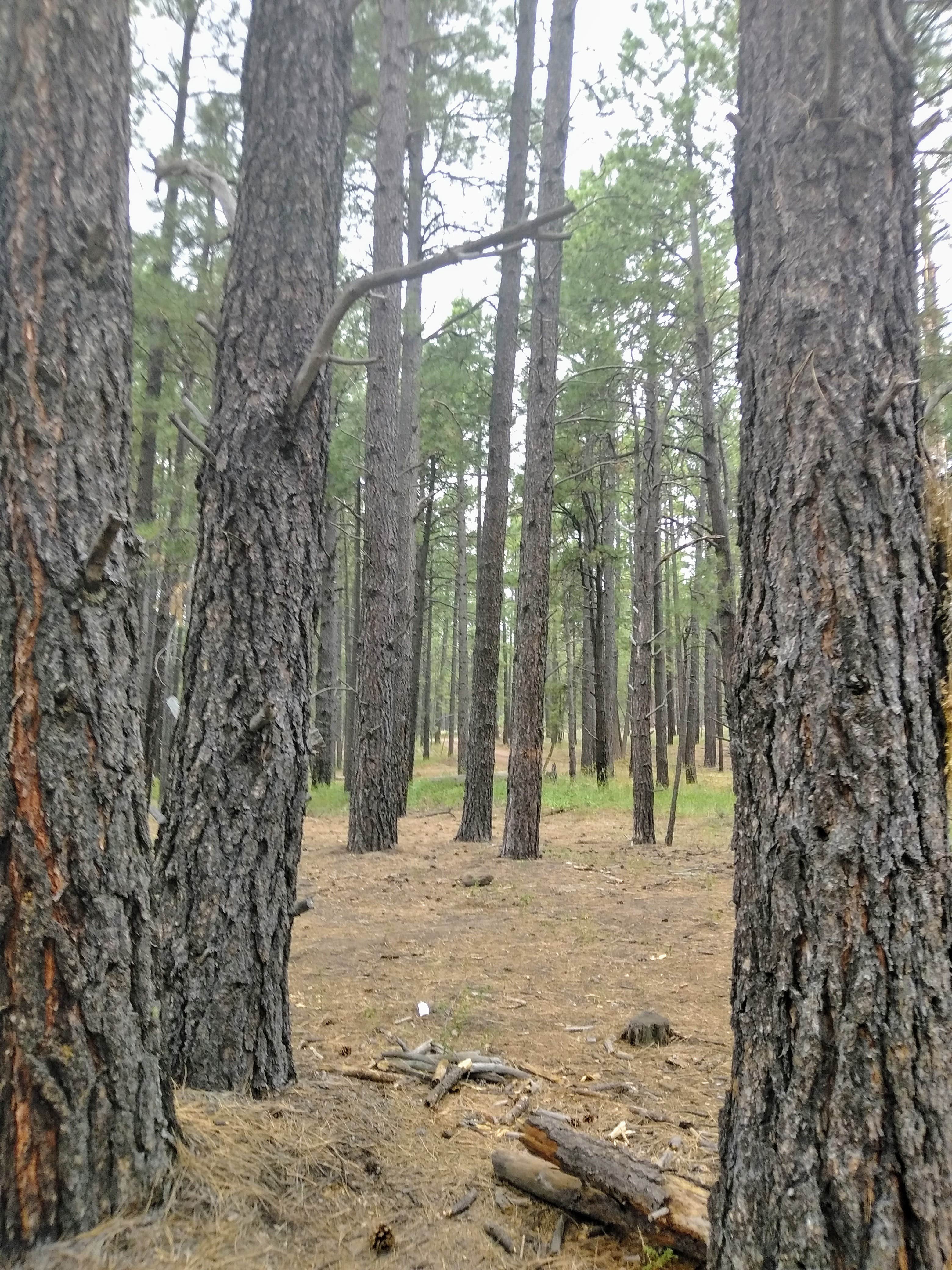 Camper-submitted photo at Fort Valley Dispersed Camping near Bellemont, AZ