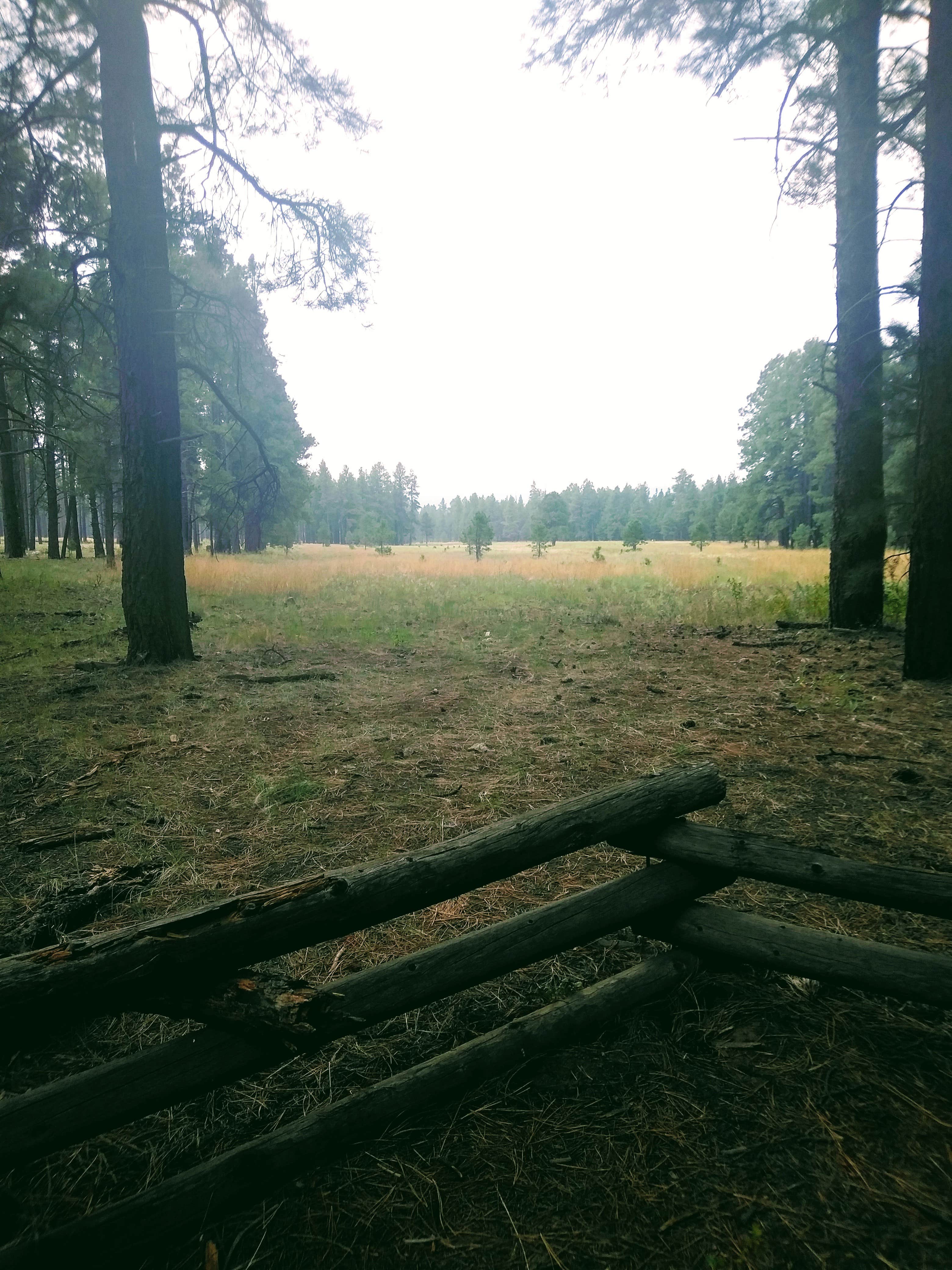 Camper-submitted photo at Fort Valley Dispersed Camping near Bellemont, AZ
