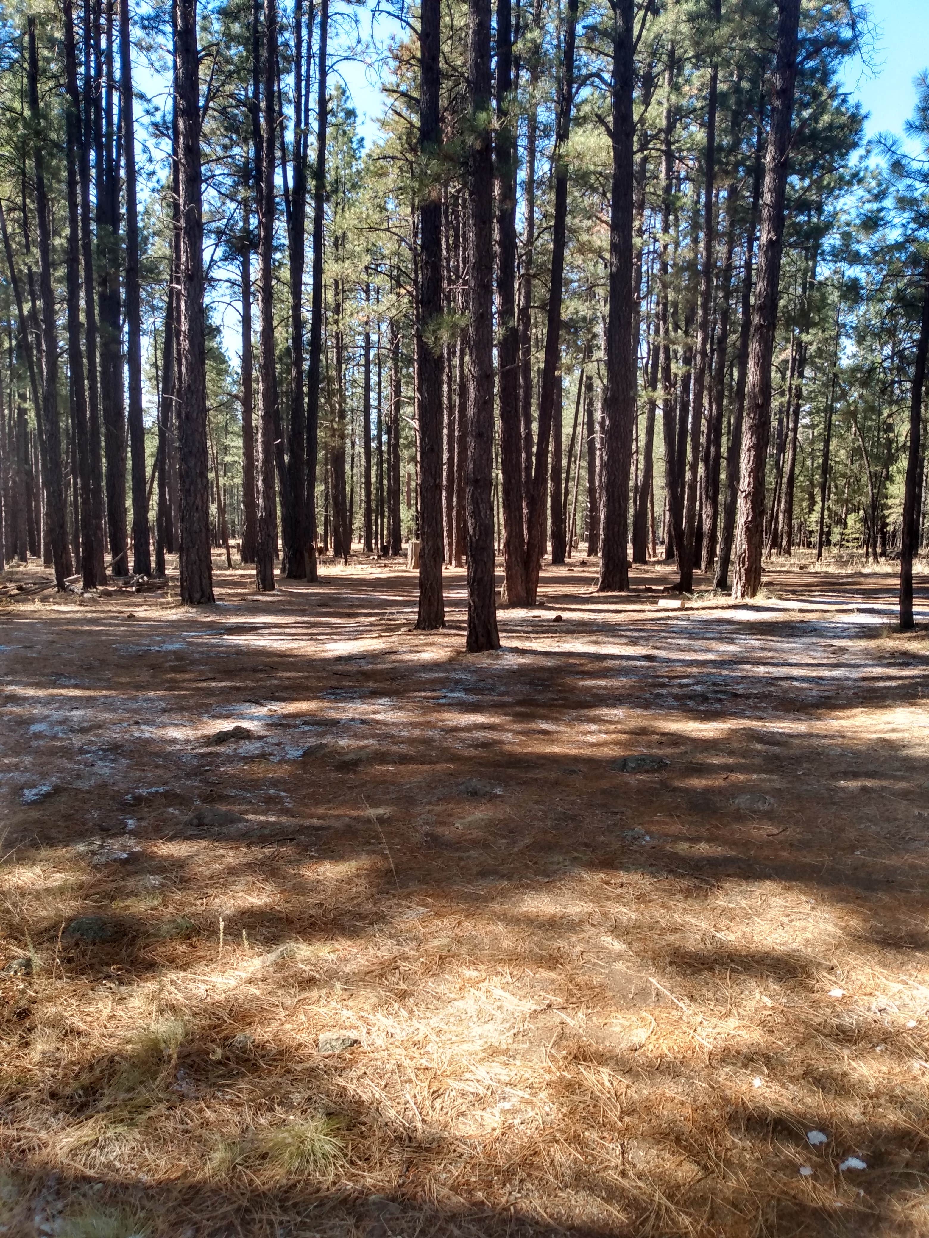 Camper submitted image from Shultz Creek Trailhead Dispersed - 4