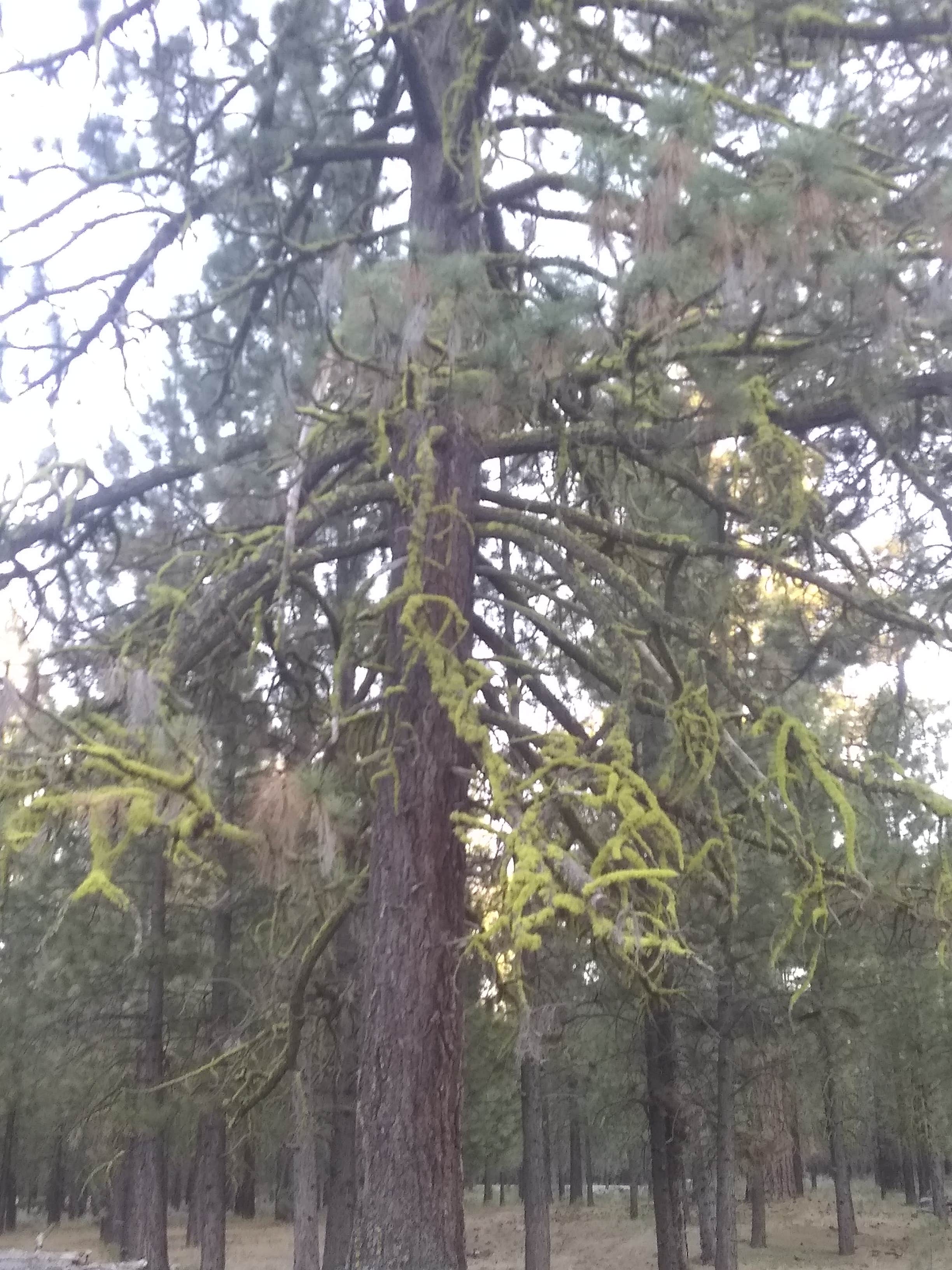 Camper-submitted photo at Hat Creek Dispersed near Hat Creek, CA