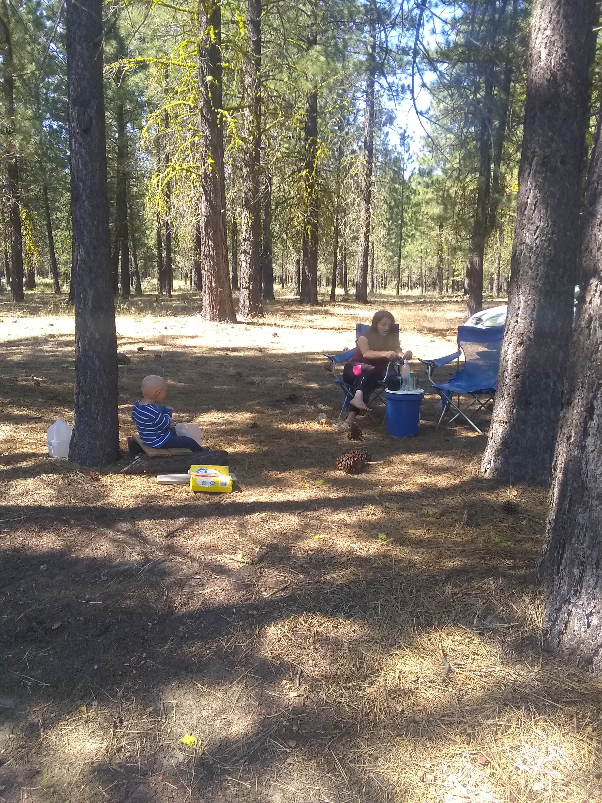 Nomadic  E.'s photo of tent camping at Hat Creek Dispersed near Chester, CA