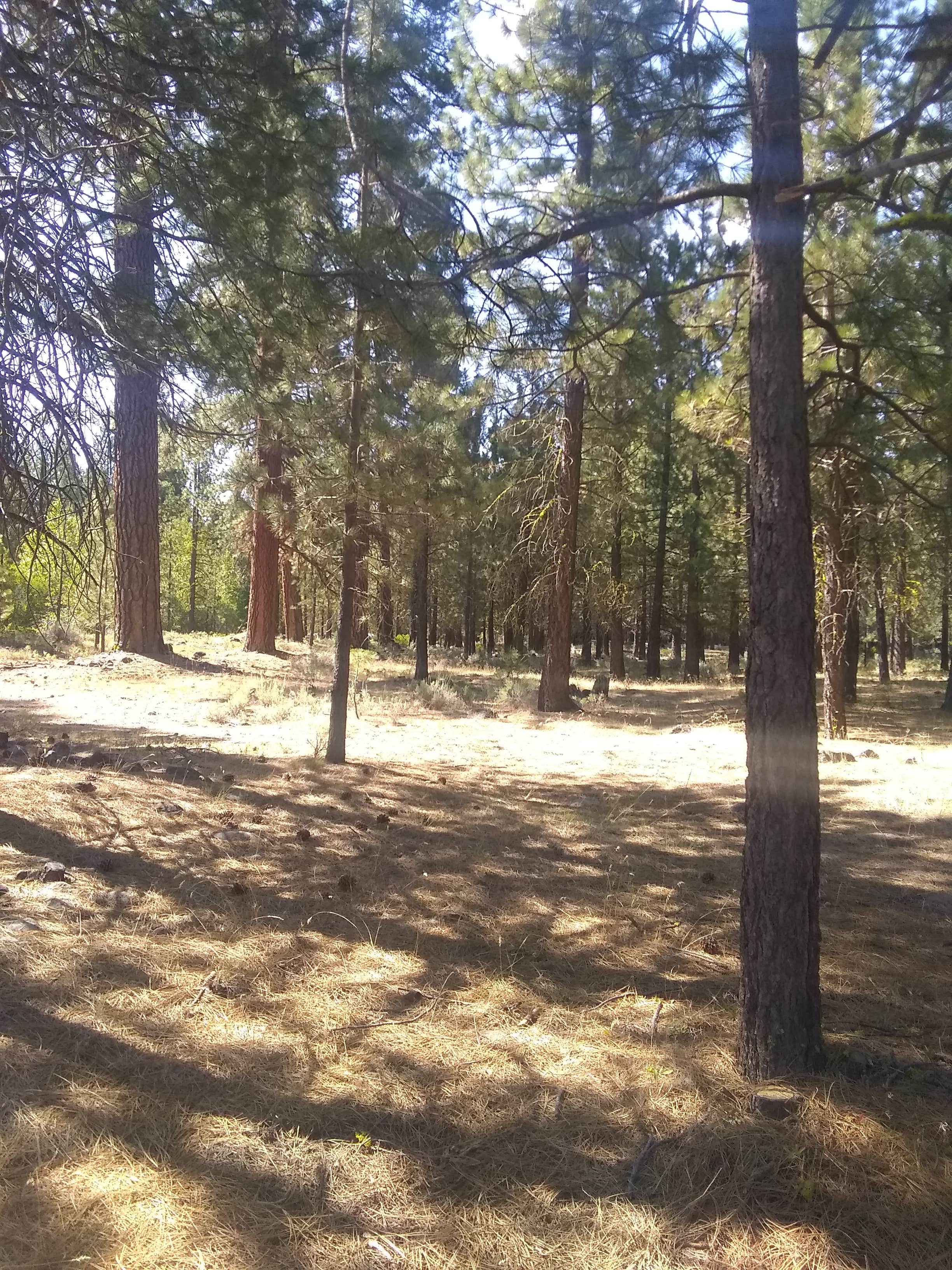 Camper submitted image from Hat Creek Dispersed - 4