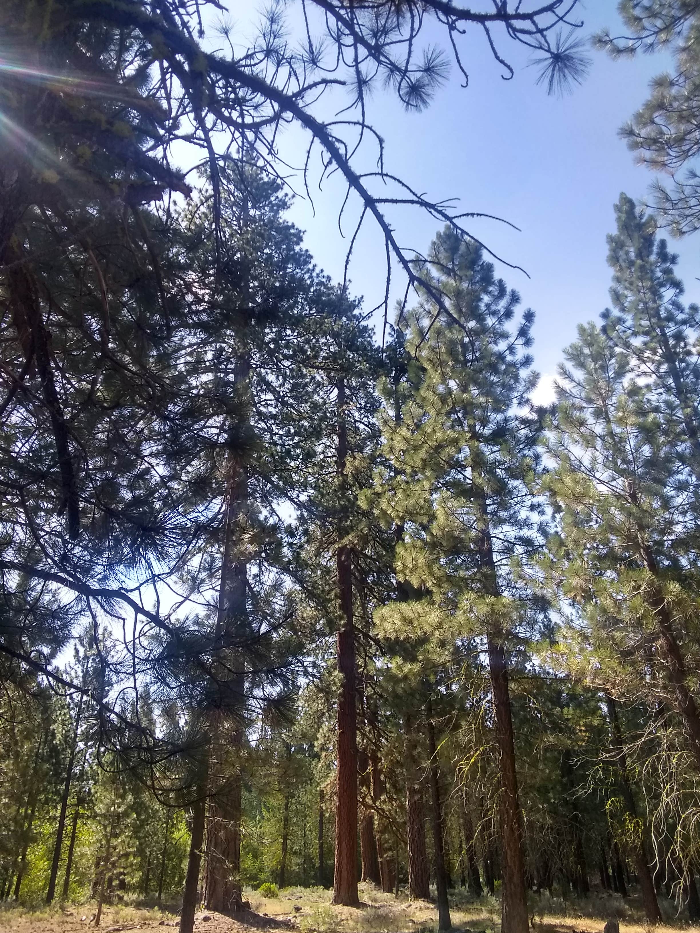 Camper-submitted photo at Hat Creek Dispersed near Lassen National Forest