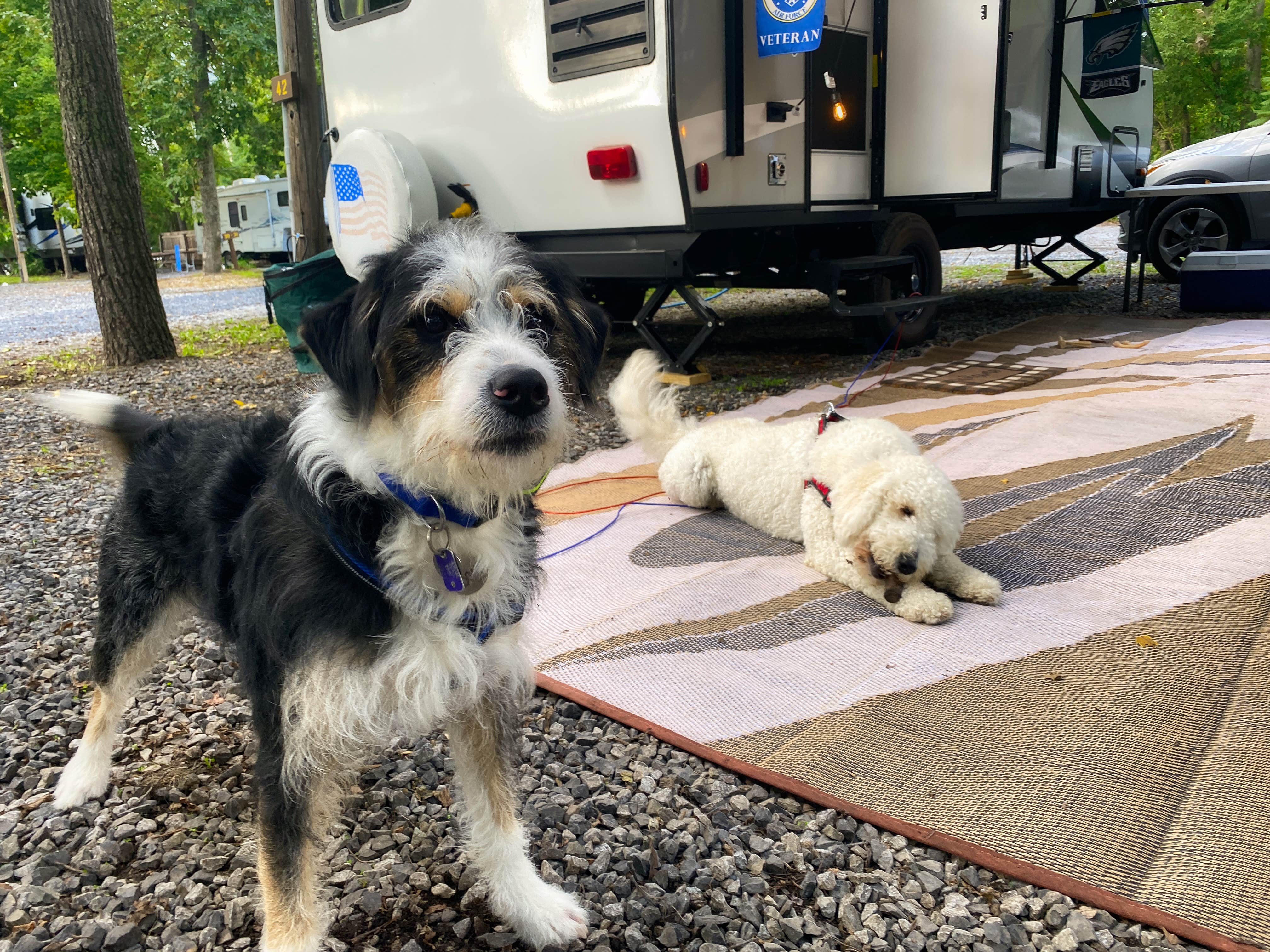 Heidi R.'s photo of camping with pets at Gettysburg Campground near Union Bridge, MD