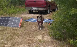 A J.'s photo of camping with pets at Abby’s 10 Acres near Louisville, GA