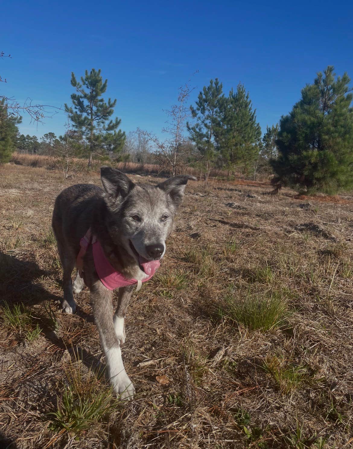 Camper-submitted photo at Abby’s 10 Acres near Swainsboro, GA