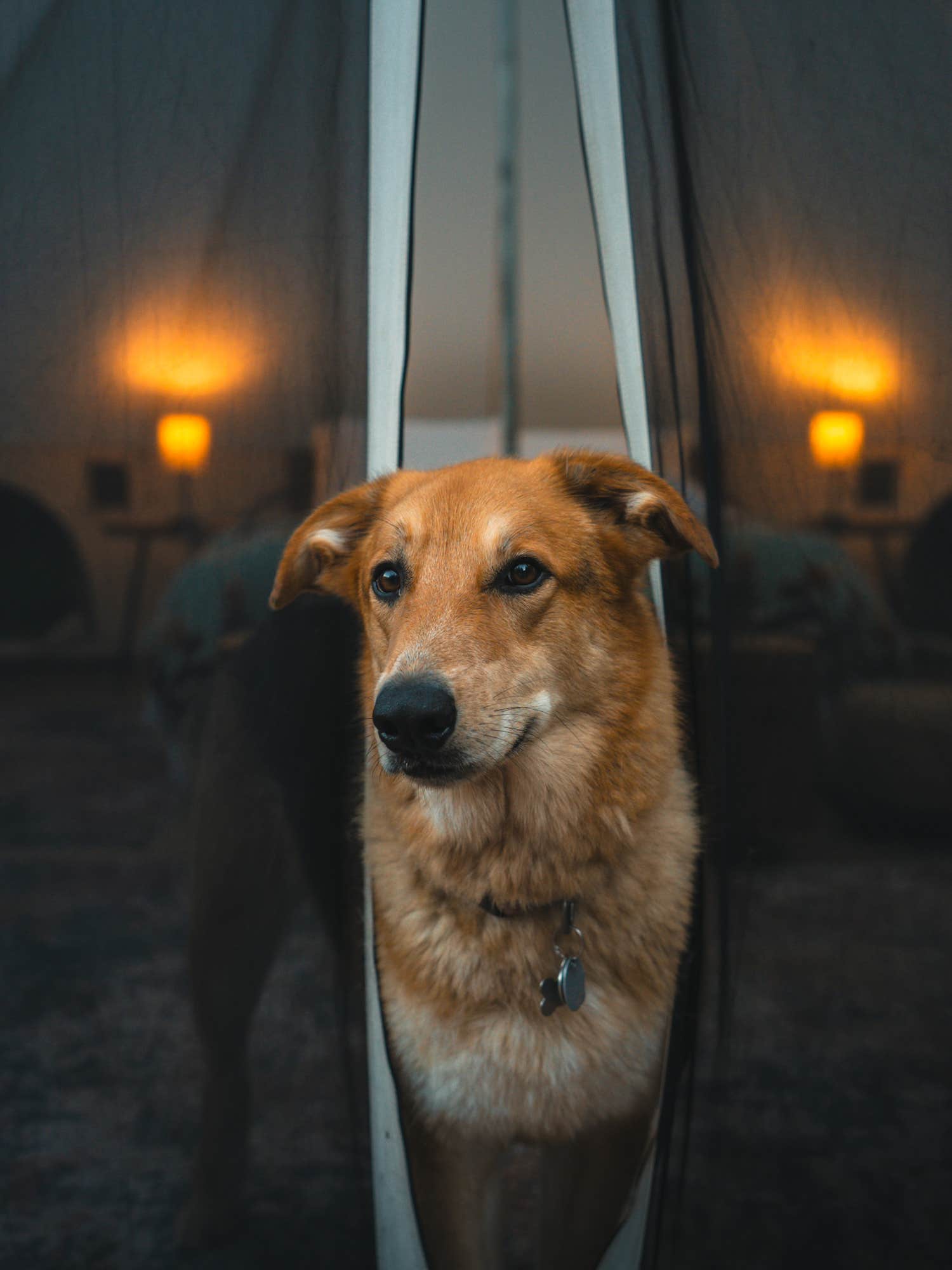 The Dyrt's photo of camping with pets at Columbia Gorge Getaways near Hood River, OR