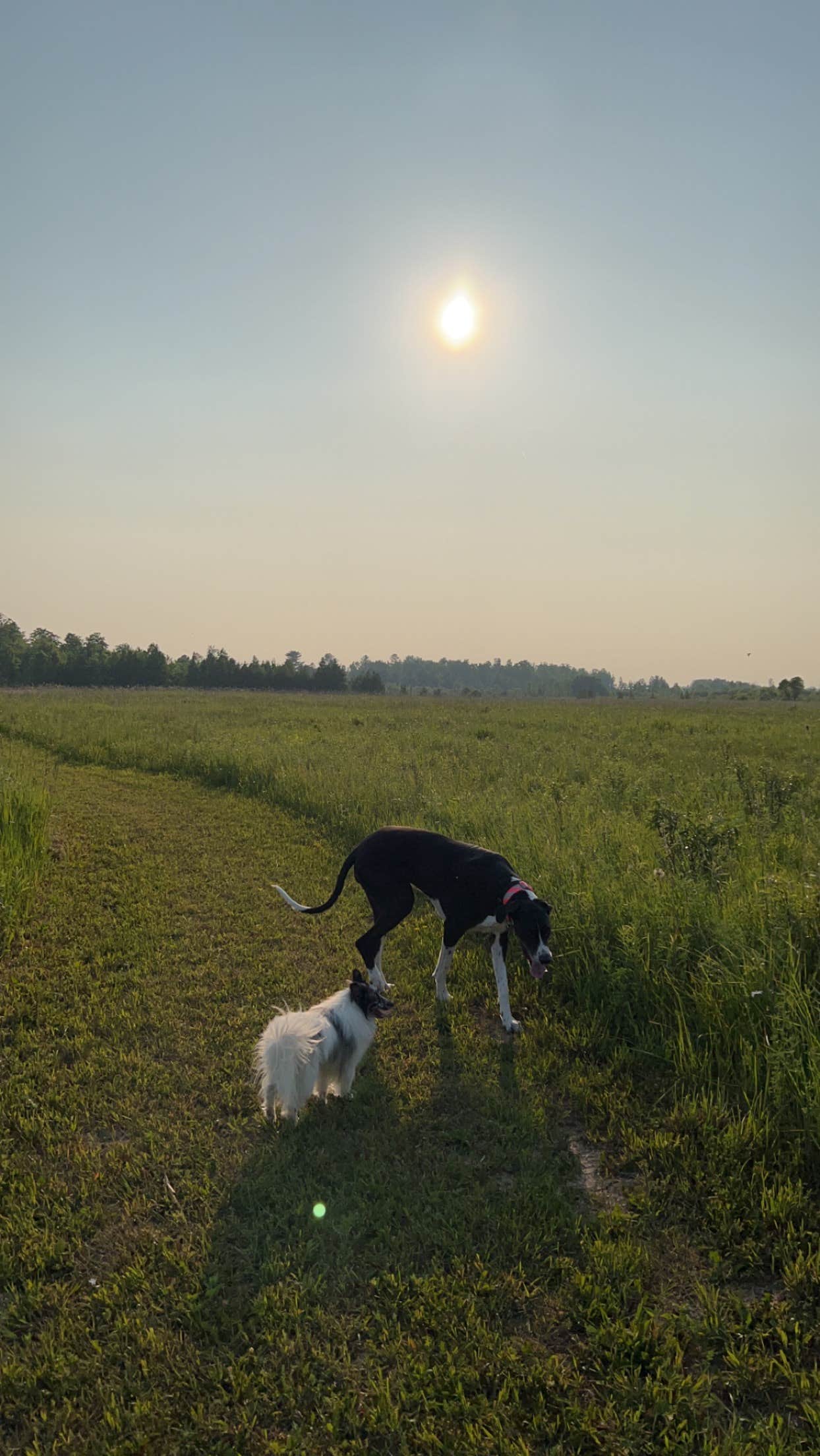 Evan A.'s photo of camping with pets at The Sunset Campsite near Rogers City, MI