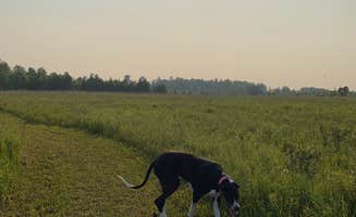 Evan A.'s photo of camping with pets at The Sunset Campsite near Mullett Lake, MI