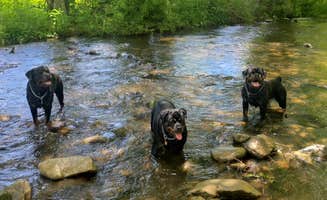 Angela G.'s photo of camping with pets at Smokey Mountain Hidden Stills RV Campground near Cosby, TN