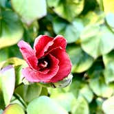 Review photo of Fort De Soto Campground by Mike M., February 13, 2026