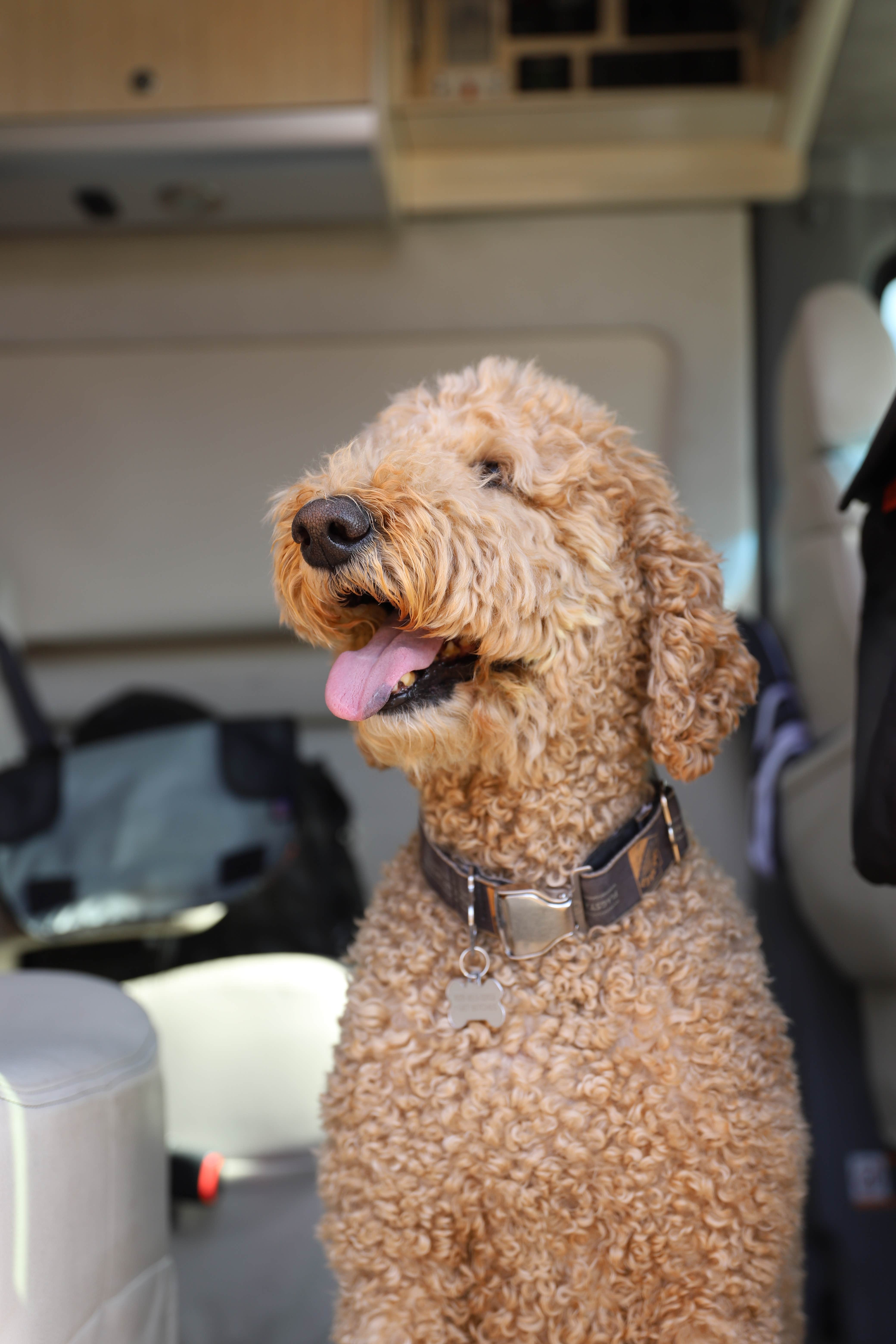 Arron S.'s photo of camping with pets at Flagstaff Mountain RV & Campground near Flagstaff, AZ
