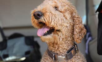 Arron S.'s photo of camping with pets at Flagstaff Mountain RV & Campground near Flagstaff, AZ