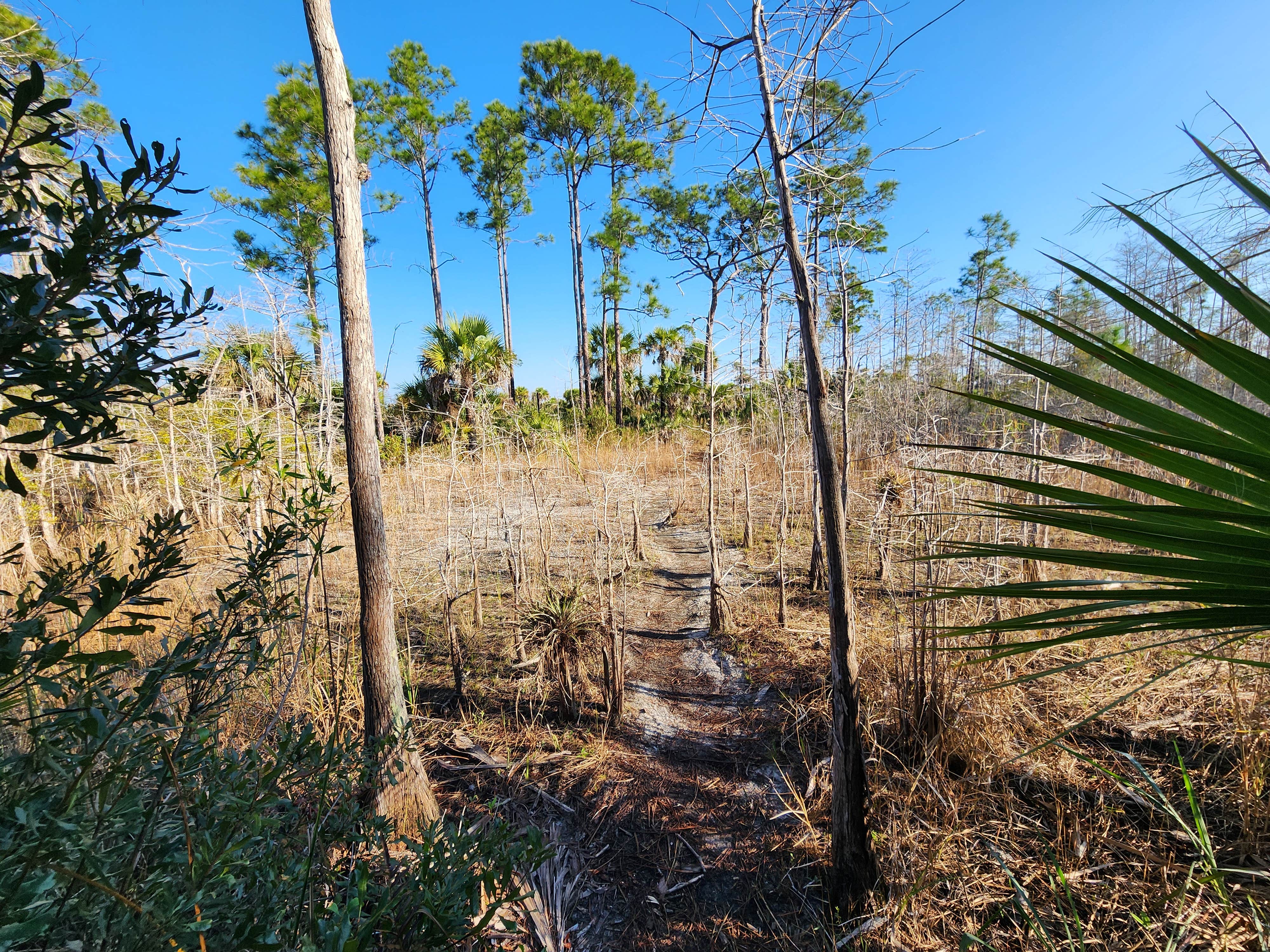 Camper-submitted photo at Carpenter Primitive Camp — Big Cypress National Preserve near Immokalee, FL