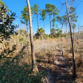 Review photo of Carpenter Primitive Camp — Big Cypress National Preserve by J R., February 17, 2026