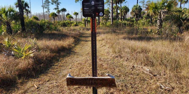 Camper submitted image from Carpenter Primitive Camp — Big Cypress National Preserve