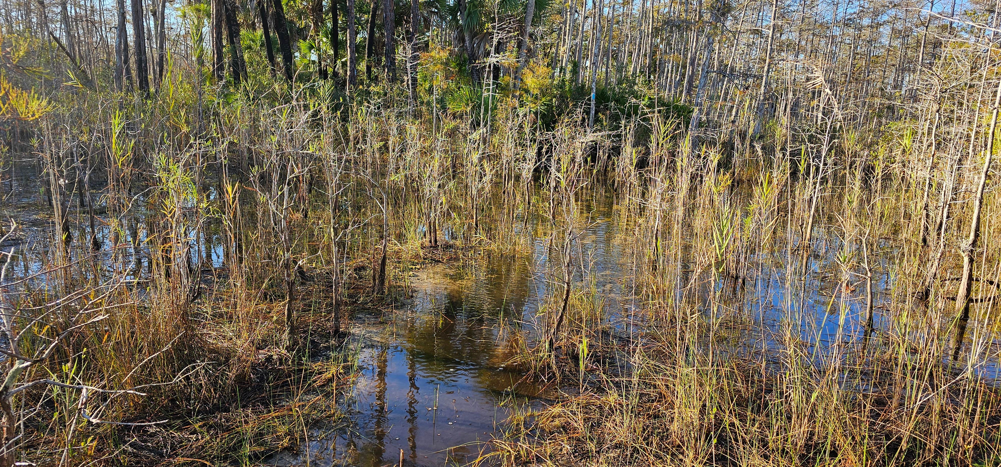 Camper-submitted photo at Carpenter Primitive Camp — Big Cypress National Preserve near Immokalee, FL