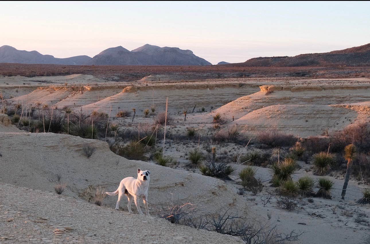 Matthew P.'s photo of camping with pets at Moonwalker Ranch Desert Outpost near Redford, TX