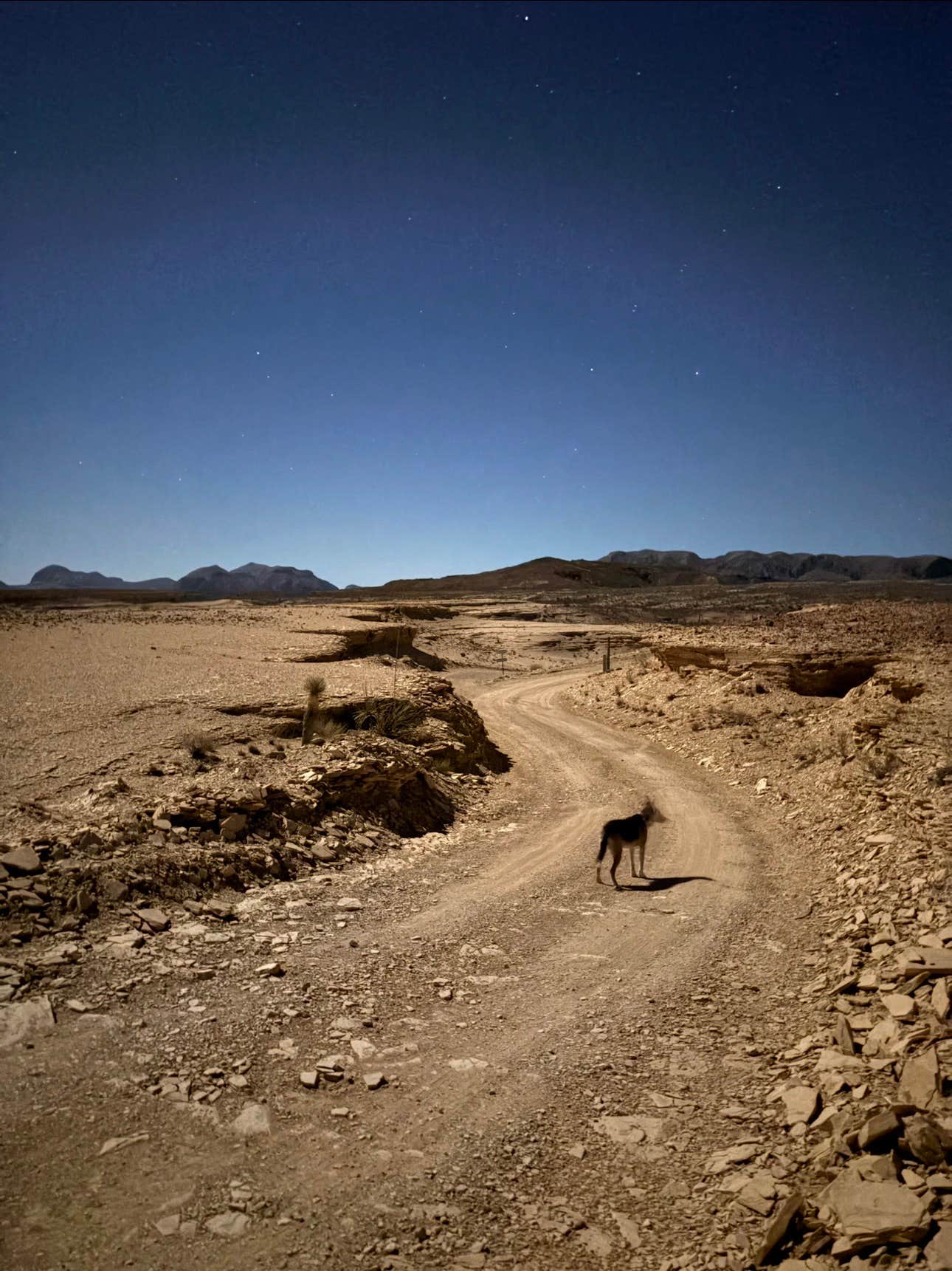Matthew P.'s photo of camping with pets at Moonwalker Ranch Desert Outpost near Redford, TX
