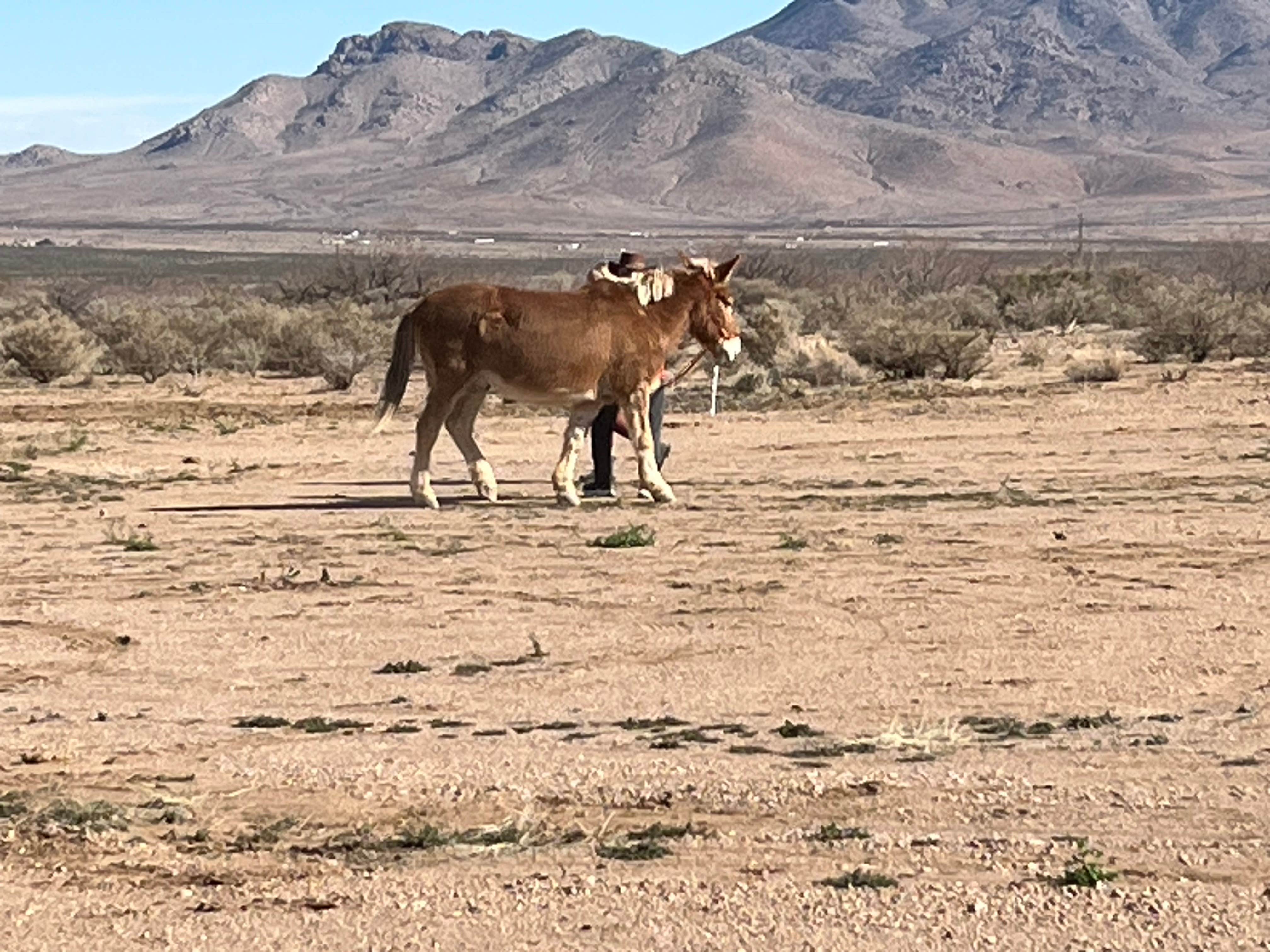 Camper-submitted photo at Dark Sky Retreat near Chiricahua, AZ