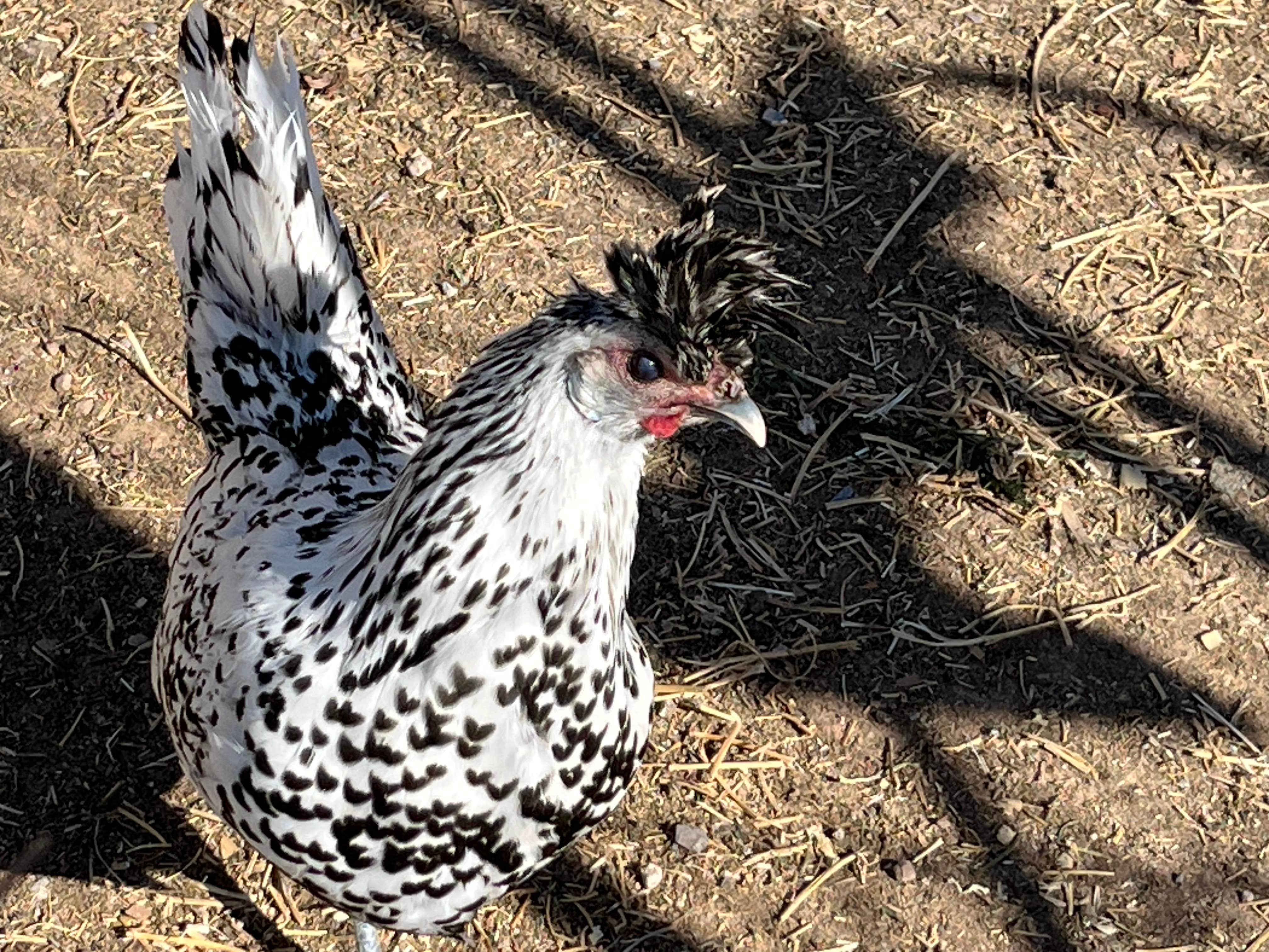 Camper-submitted photo at Dark Sky Retreat near Chiricahua, AZ