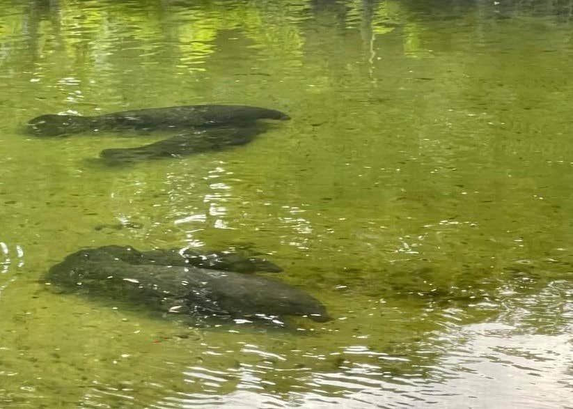 Camping near Aripeka West RV Park: Weeki Wachee Waterfront RV Site, Weeki Wachee, Florida