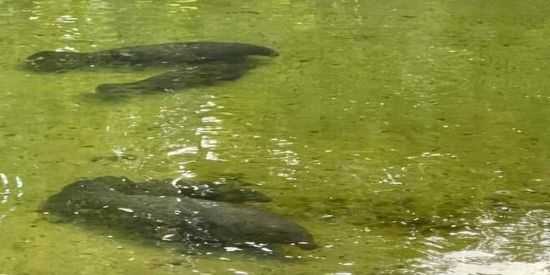 Camper submitted image from Weeki Wachee Waterfront RV Site