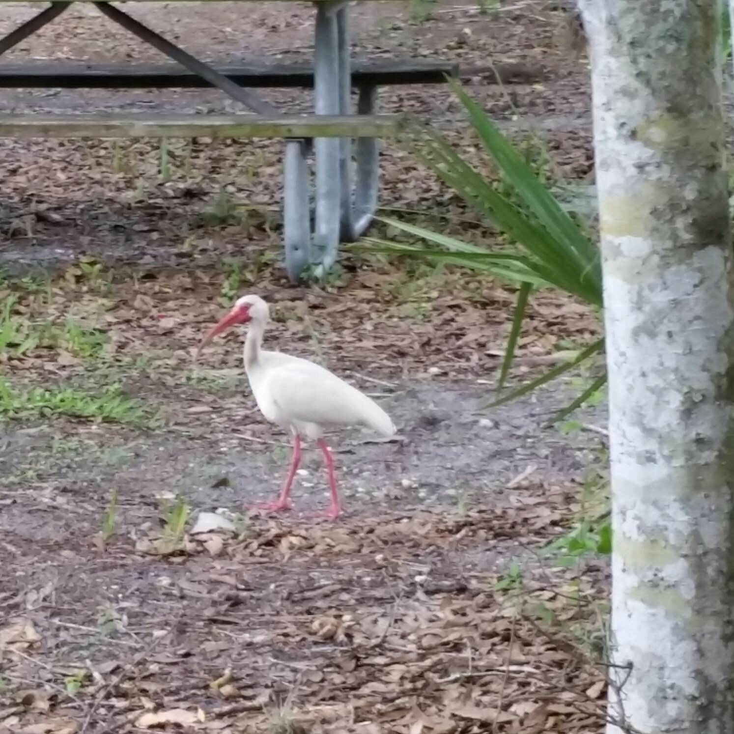Manatee Hammock Campground Camping The Dyrt