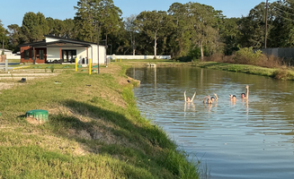 mohd N.'s photo of camping with pets at Porter Strong RV Resort near Houston, TX