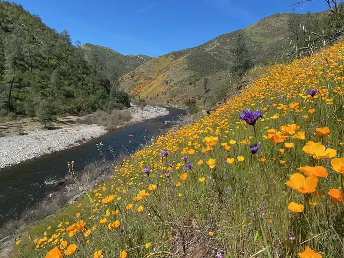 Camping near Willow Placer Campground: Railroad Flat Campground, Midpines, California