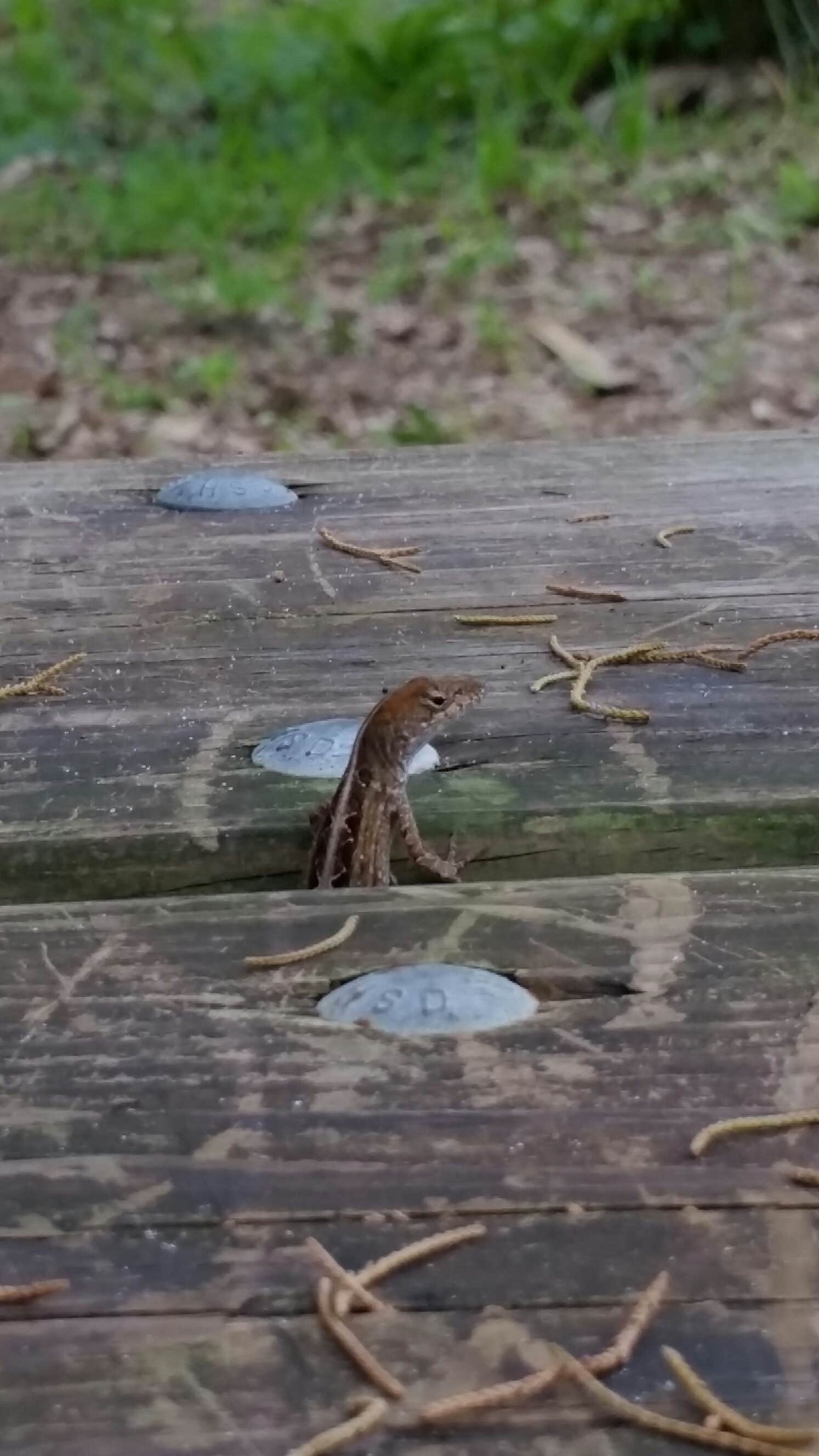 Camper-submitted photo at Manatee Hammock Campground near Titusville, FL