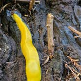 Review photo of Pfeiffer Big Sur State Park Campground by Jim G., February 20, 2026