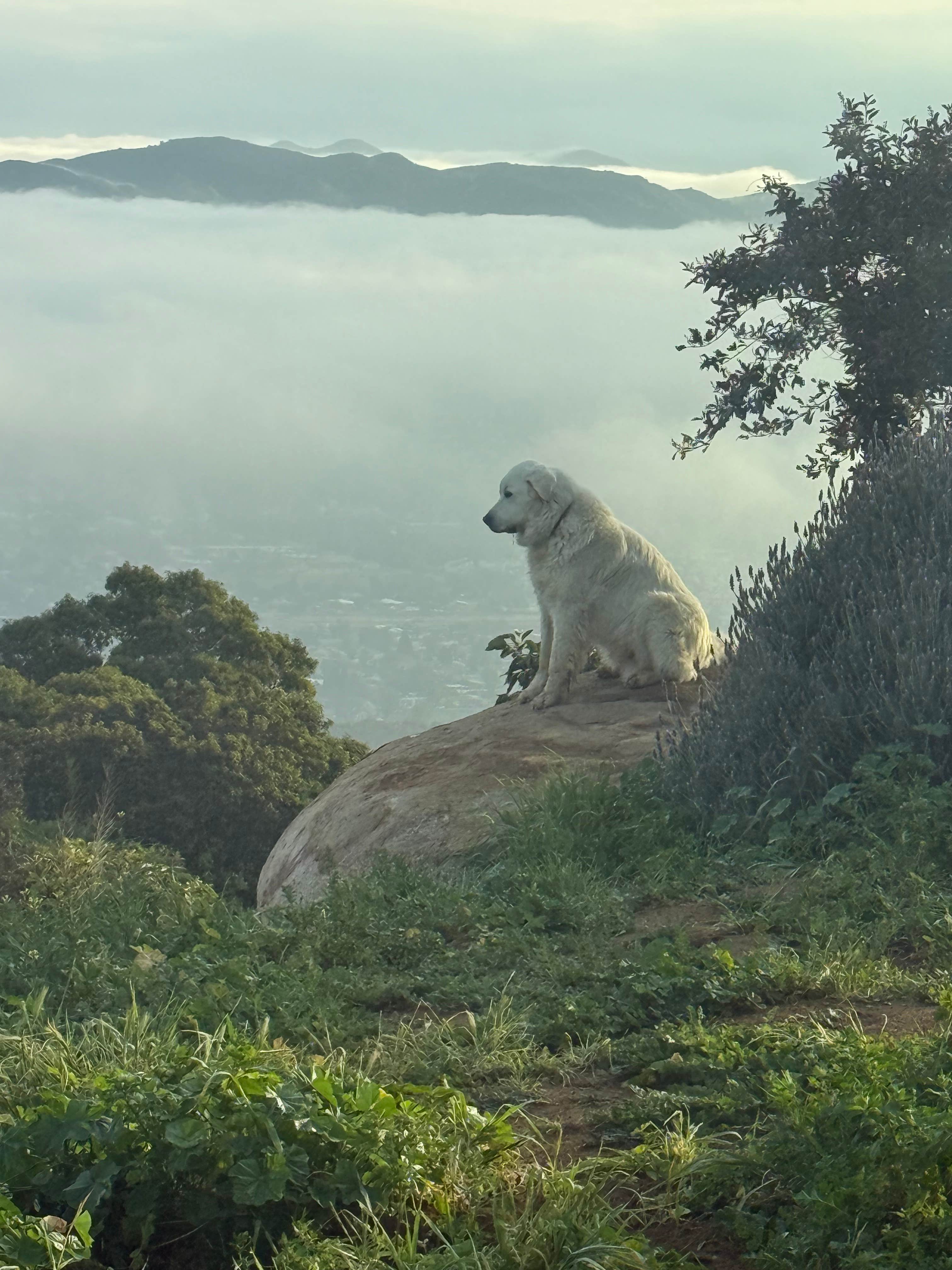 Shane S.'s photo of camping with pets at Zephyr Mountain Farms near Menifee, CA