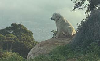 Shane S.'s photo of camping with pets at Zephyr Mountain Farms near Moreno Valley, CA