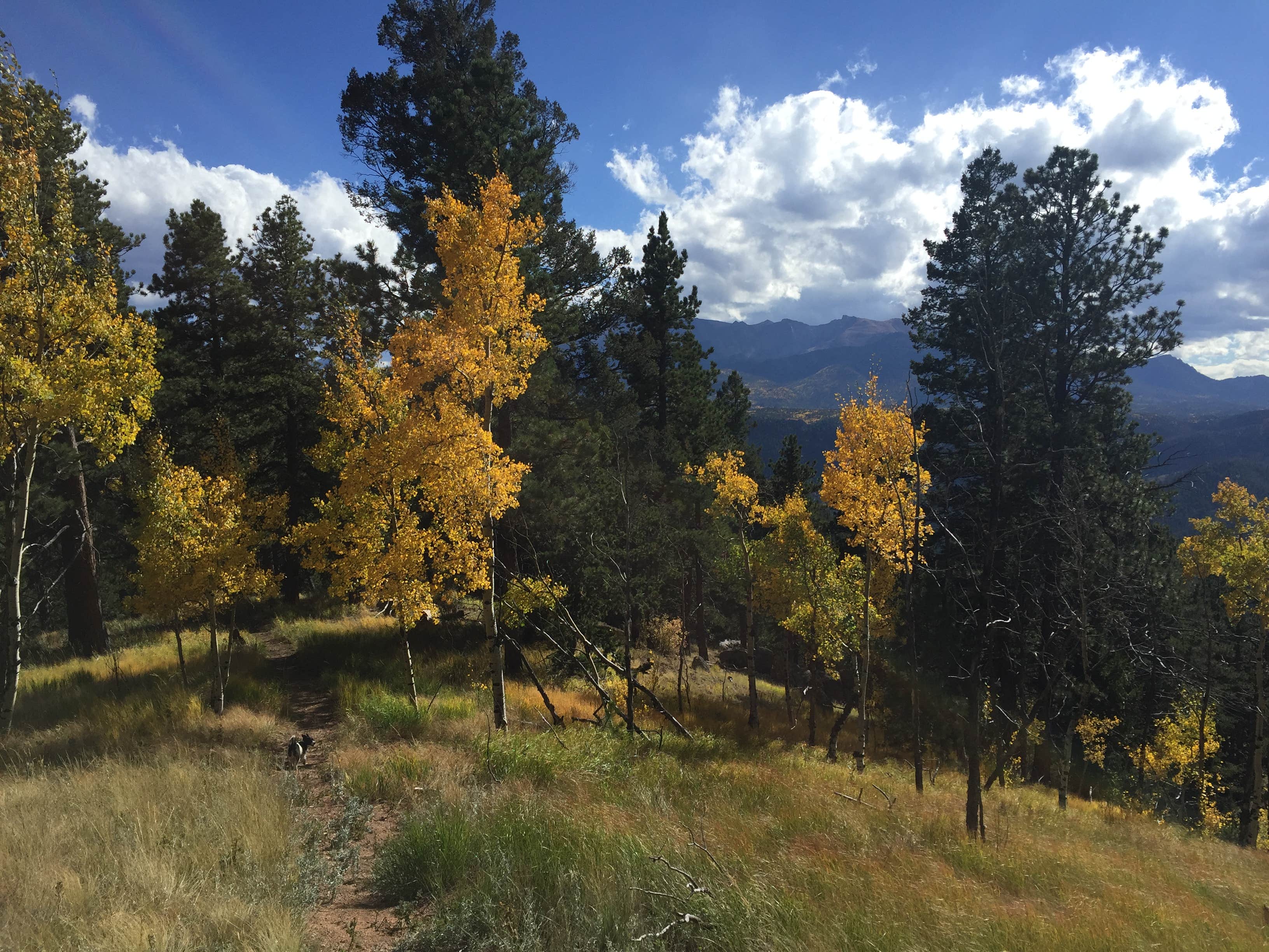 Camper-submitted photo at Cascade-Chipita Park/Woodland Park near Lake George, CO