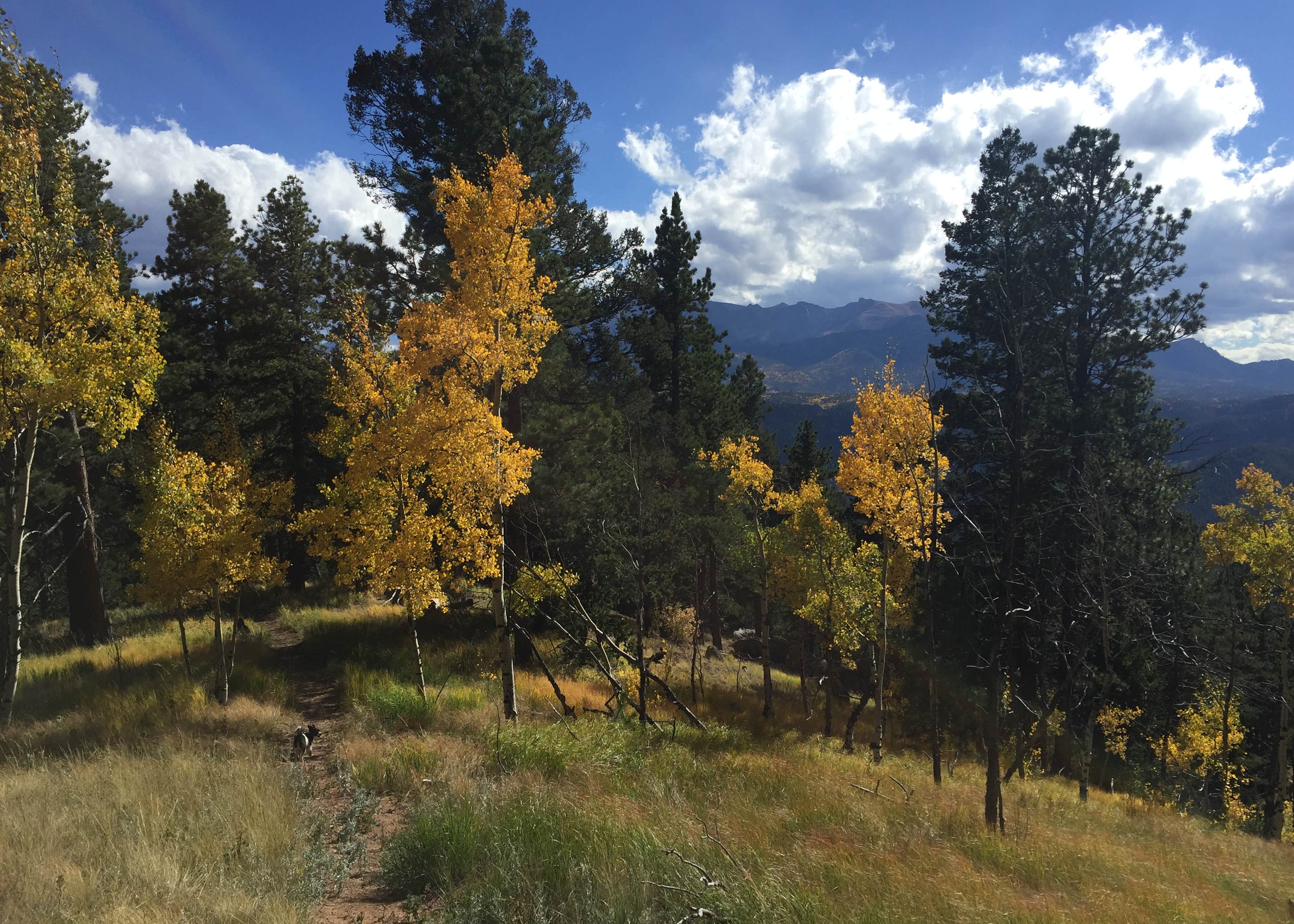 CascadeChipita Park/Woodland Park Camping The Dyrt