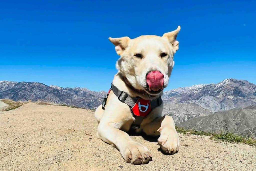 The Dyrt's photo of camping with pets at Camp ikigai Animal Sanctuary 501c3 near Exeter, CA