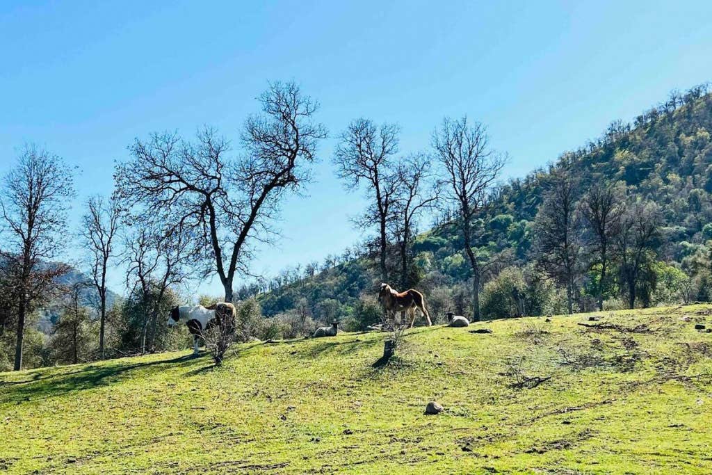 The Dyrt's photo of camping with pets at Camp ikigai Animal Sanctuary 501c3 near Elk, CA