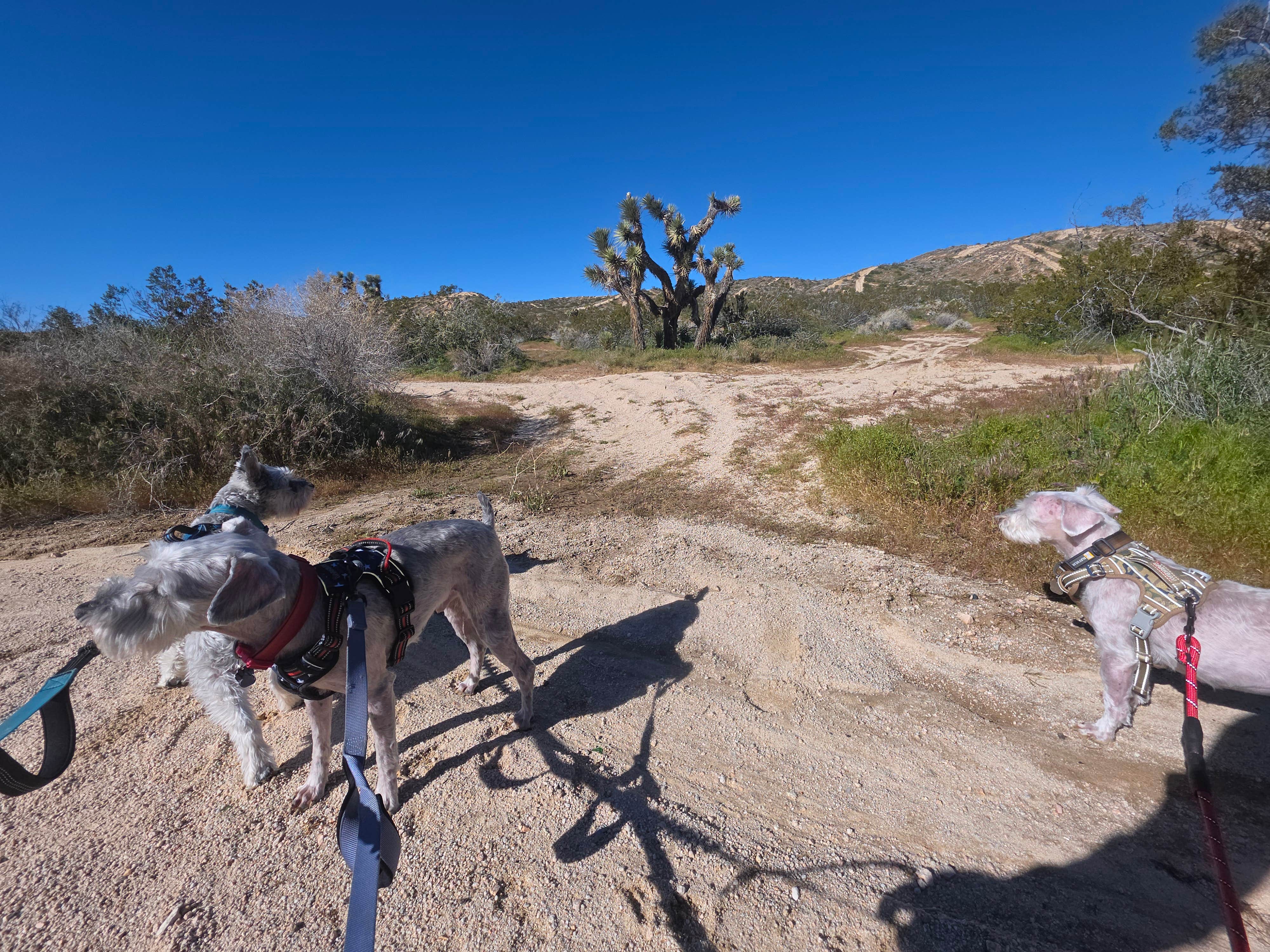 Chris R.'s photo of camping with pets at Dove Springs OHV Area near Randsburg, CA