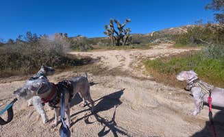 Chris R.'s photo of camping with pets at Dove Springs OHV Area near Mojave, CA